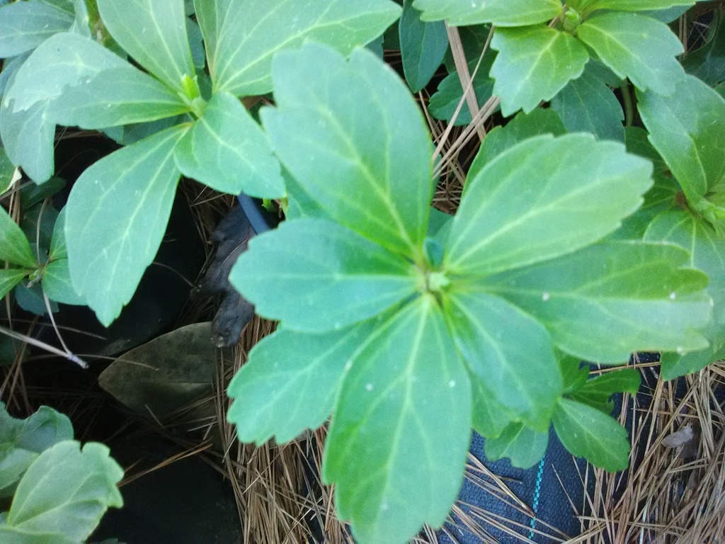 Pachysandra terminals - Japanese Spurge