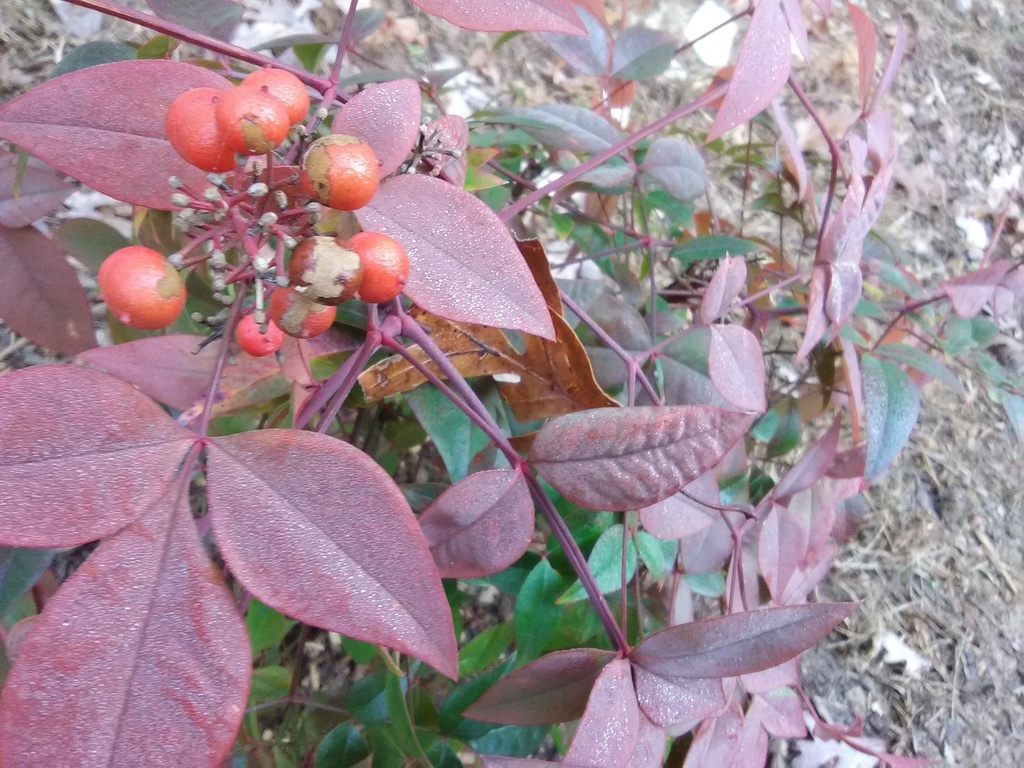 [12348199-2g-container-sold-out] Harbour Dwarf Nandina - Dwarf Evergreen Ground Cover Shrub (2 gallon container)