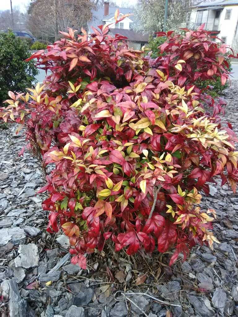 Firepower Nandina - Dwarf Evergreen Shrub