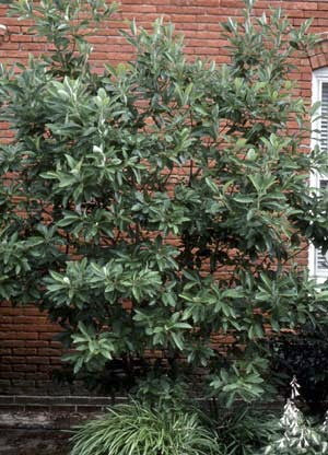 [12348172-3g-container-sold-out] Sweetbay Magnolia - Magnolia virginiana (3 gallon container)