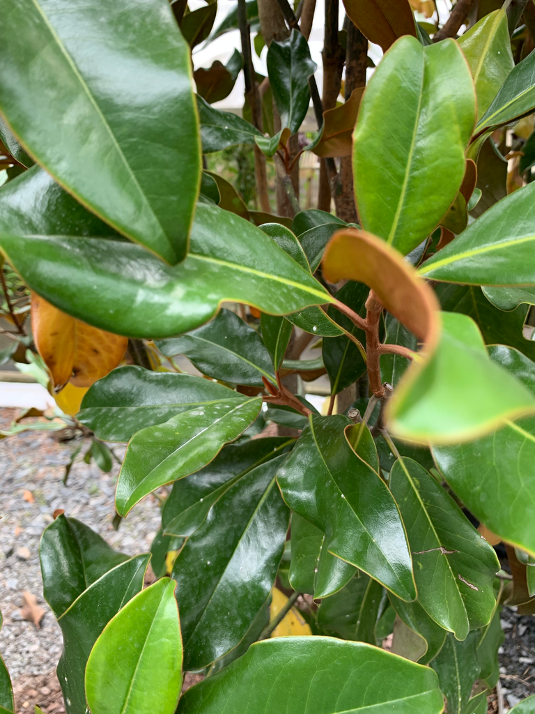 Bracken's Brown Beauty Magnolia - Field Grown B&B