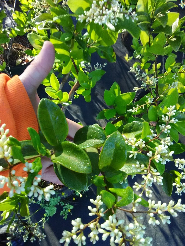 Nobilis Japanese Privet | Ligustrum japonicum 'Nobilis'