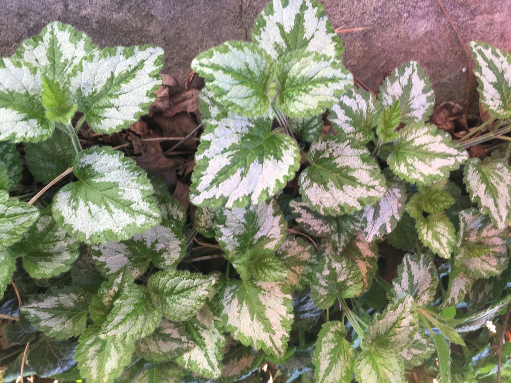 [12348136-1g-container-sold-out] Variegated False Lamium (Yellow Archangel) (1 gallon container)