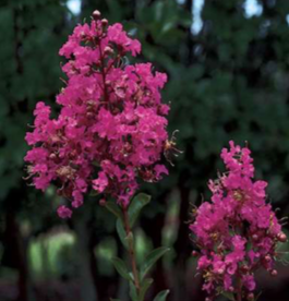 [12348116-3g-container-sold-out] Miami Crape Myrtle - Dark Pink Flowering Tree (3 gallon container)