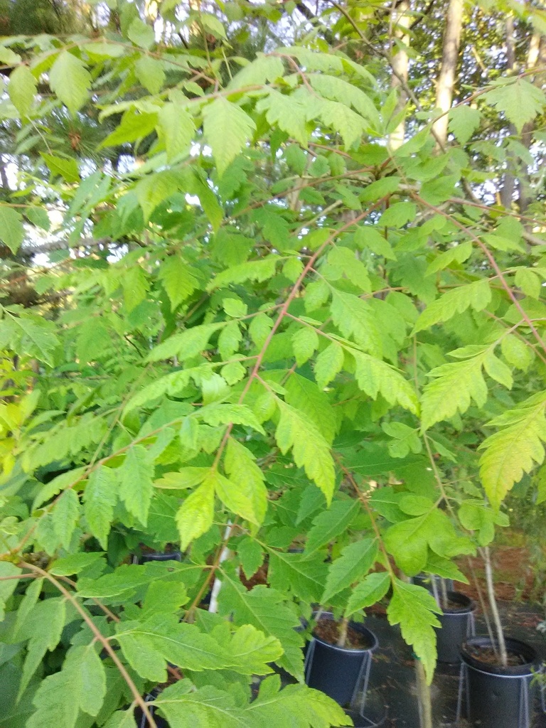 [12348109-1g-container-sold-out] Golden Rain Tree | Koelreuteria paniculata (1 gallon container)