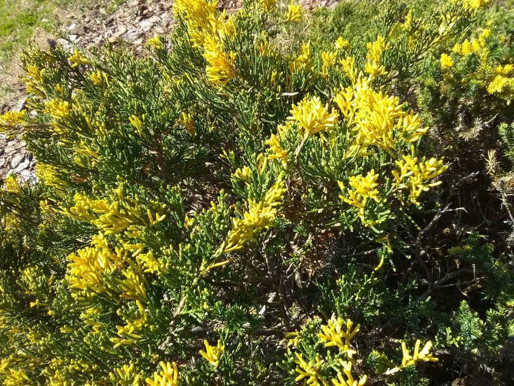 [12348092-2g-container-sold-out] Variegated Japanese Garden Juniper (Juniperus procumbens 'Variegata') (2 gallon container)
