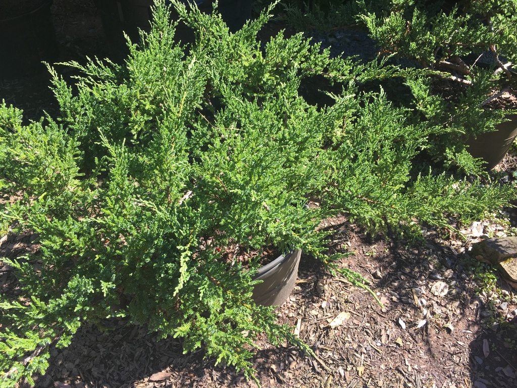 [12348082-2g-container-sold-out] Sargent Juniper | Juniperus chinensis 'Sargentii' (2 gallon container)