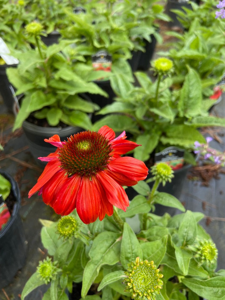 Salsa Red Sombrero Coneflower - Echinacea 'Salsa Red'