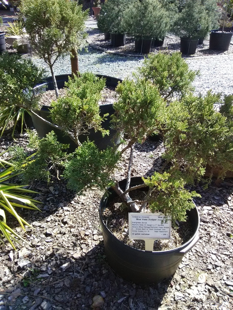 [12348071-3g-container-sold-out] Blue Vase Juniper - Juniperus chinensis 'Blue Vase' (3 gallon container)