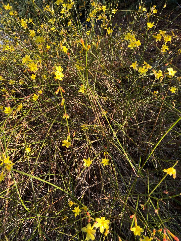 [12348065-3g-container] Winter Jasmine - Yellow Winter-Blooming Flowering Shrub