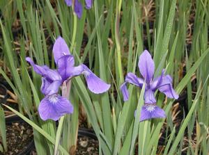 [12348061-1g-container] Caesar's Brother Siberian Iris | Iris sibirica 'Caesar's Brother' (1 gallon container)