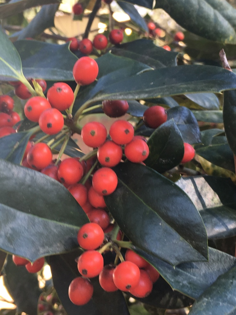 [10/29/26 KF H4] Ilex x 'Nellie R. Stevens' - Nellie Stevens Holly (3 gallon container)