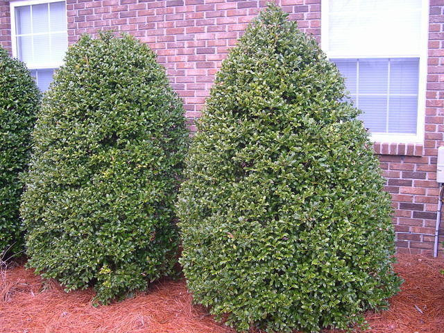 [12348043-3g-container-sold-out] Little Red Holly (Ilex x 'Coned') - Compact Evergreen Shrub (3 gallon container)