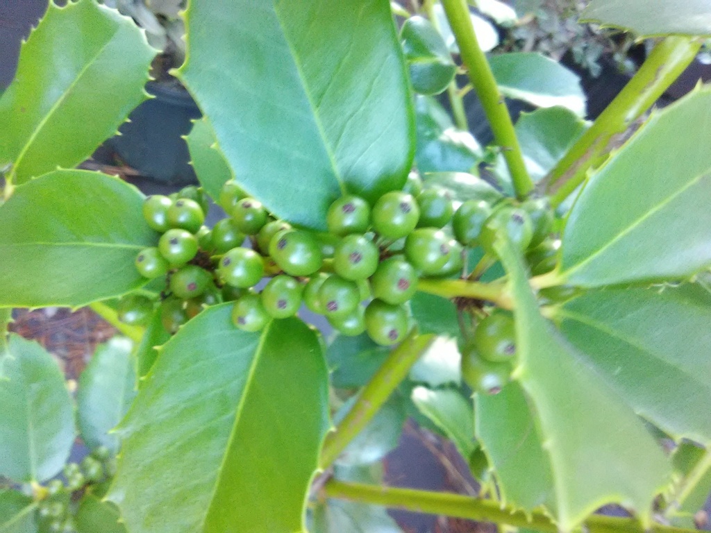 [12348041-5g-container] Emily Bruner Holly - Evergreen Holly Tree & Shrub (5 gallon container)