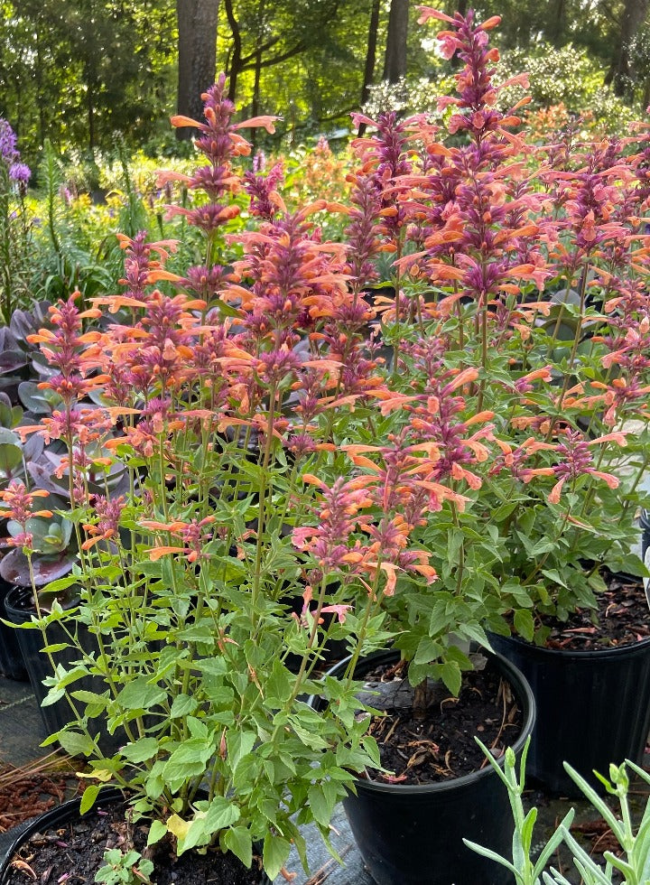 Mango Tango Hyssop - Agastache 'Mango Tango'