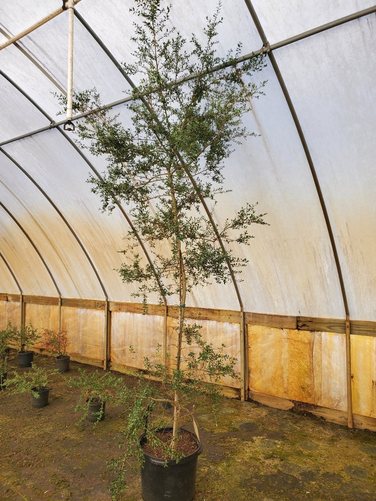 [12348028-15g-container-sold-out] Yaupon Holly – Ilex vomitoria | Native Evergreen