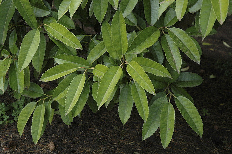 [12348022-7g-container-sold-out] Lusterleaf Holly (Ilex latifolia) - Broadleaf Evergreen (7 gallon container)