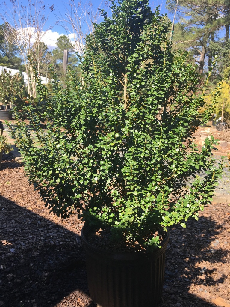 Steeds Japanese Holly - Ilex crenata 'Steeds'