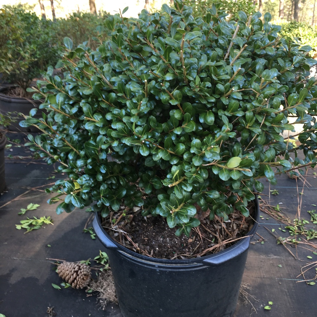 Hetz's Japanese Holly (Ilex crenata 'Hetzii')