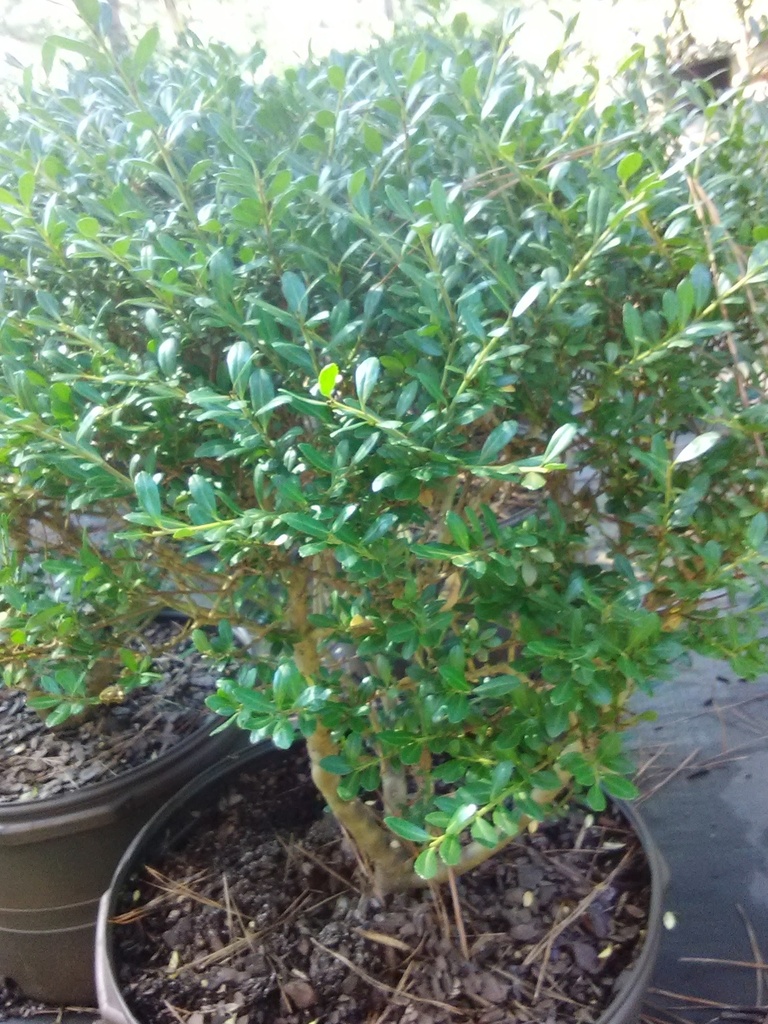 [12348008-3g-container-sold-out] Beehive Japanese Holly | Ilex crenata 'Beehive' (3 gallon container)