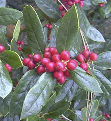 [12348003-3g-container-not-for-sale-yet] Needlepoint Chinese Holly - Ilex cornuta 'Needlepoint' (3 gallon container)