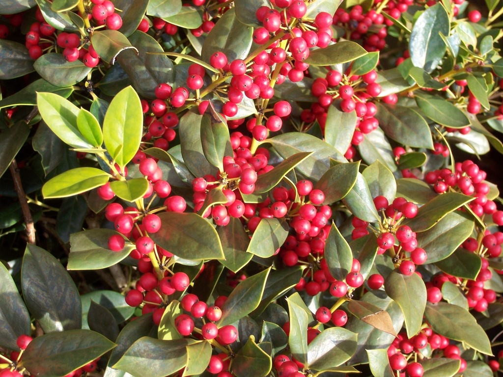 [12347998-3g-container-sold-out] Burford Chinese Holly - B&B (3 gallon container)