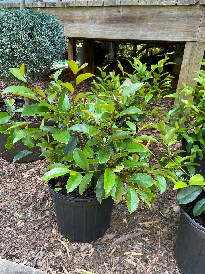[copy-of-stellar-ruby-banana-shrub-3g-container-sold-out] Serendipity Banana Shrub - Port Wine Magnolia (3 gallon container)