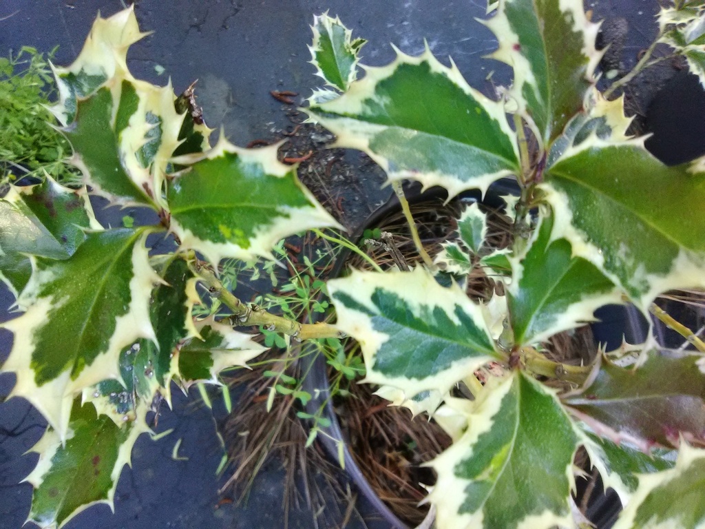 Variegated English Holly - Argentea Marginata