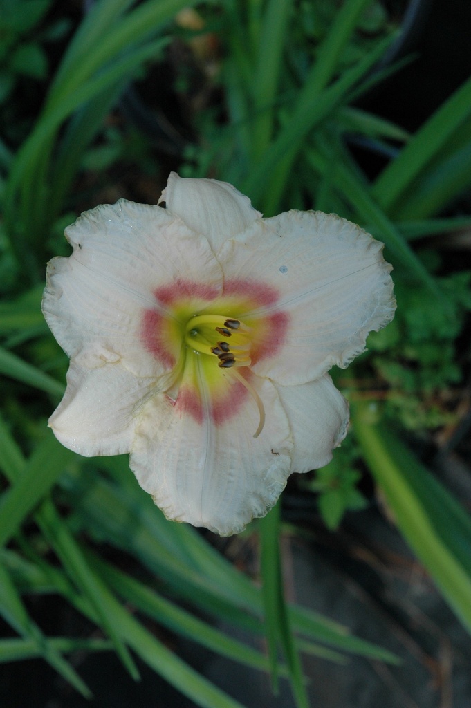 [12347955-2g-container] Siloam Virginia Henson Daylily - Pink Ruffled Blooms (2 gallon container)