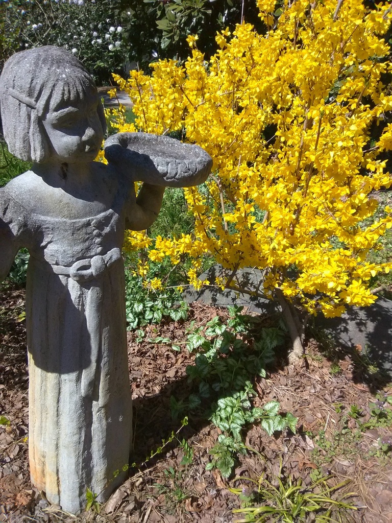 [12347923-3g-container-sold-out] Lynwood Gold Forsythia - Yellow Bell Bush (3 gallon container)