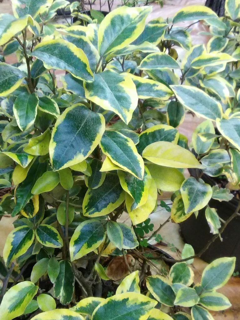 [12347898-3g-container] Gilt Edge Elaeagnus - Variegated Semi-Evergreen Shrub