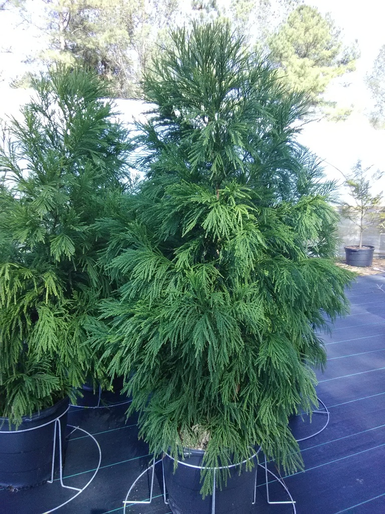[12347872-1g-container-sold-out] Yoshino Cryptomeria – Evergreen Privacy Screening Tree (1 gallon container)