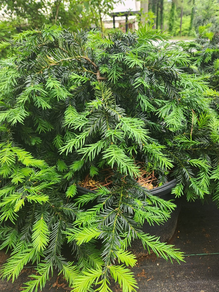 [copy-of-densiformis-yew-3g-container-sold-out] Creeping English Yew (Taxus baccata 'Repandens') (3 gallon container)