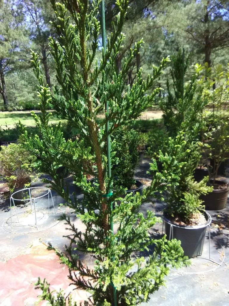[12347871-3g-container] Black Dragon Japanese Cedar (Cryptomeria japonica 'Black Dragon') (3 gallon container)
