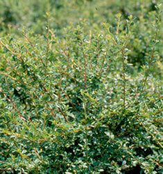 [12347864-2g-container] Coral Beauty Cotoneaster | Evergreen Groundcover Shrub (2 gallon container)