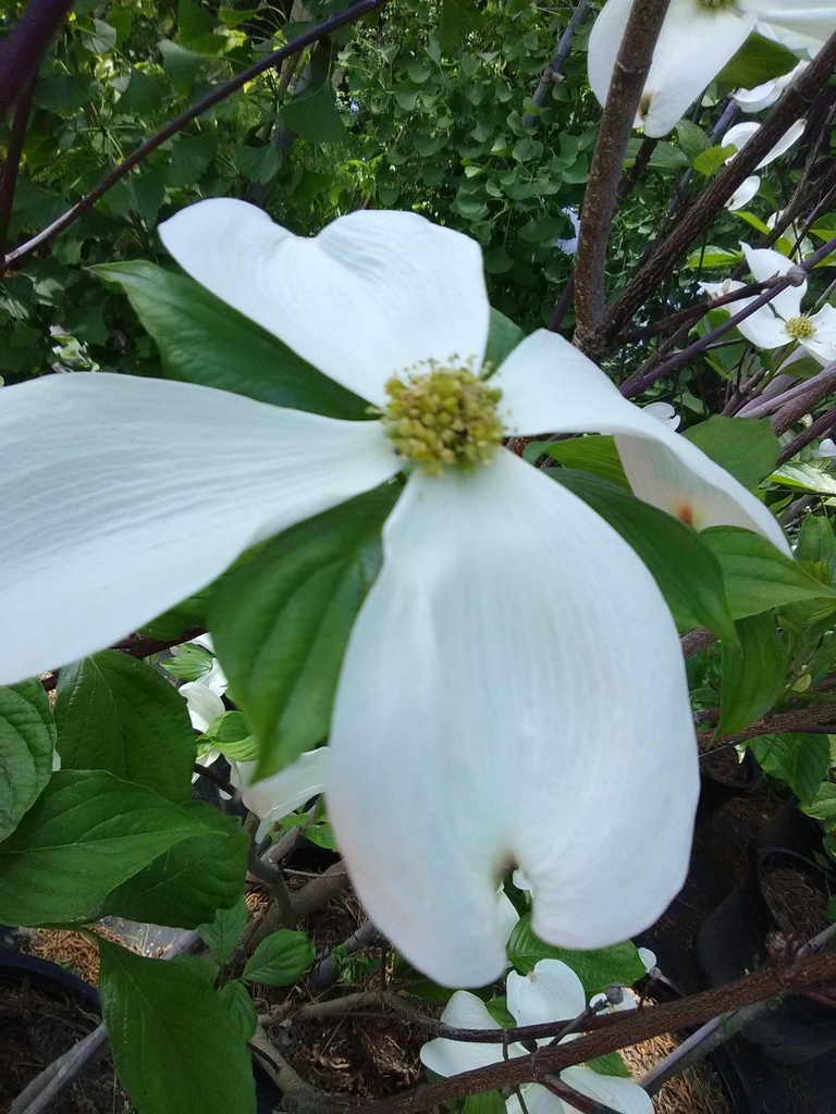 [12347850-5g-container] Cherokee Princess White Dogwood - Cornus florida (5 gallon container)