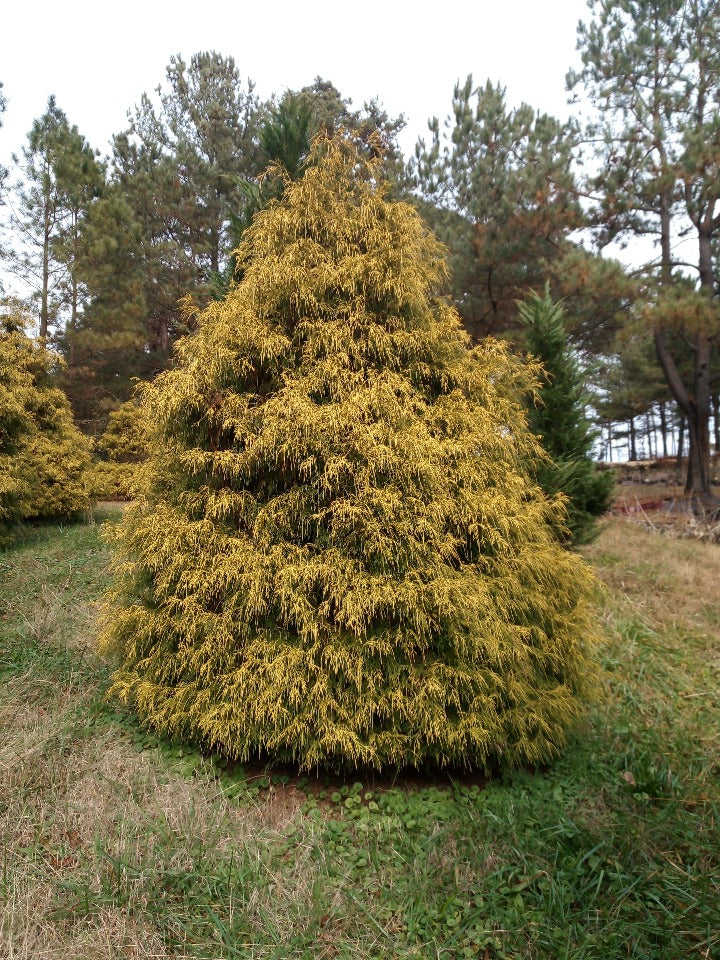 [12347832-3g-container] Gold Thread False Cypress (Chamaecyparis pisifera 'Filifera Aurea') (3 gallon container)