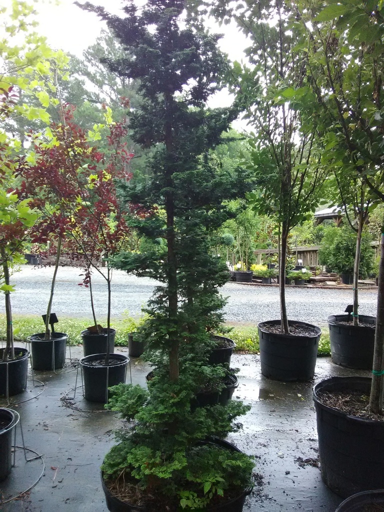 [12347828-3g-container-sold-out] Slender Hinoki False Cypress (Chamaecyparis obtusa 'Gracilis') (3 gallon container)