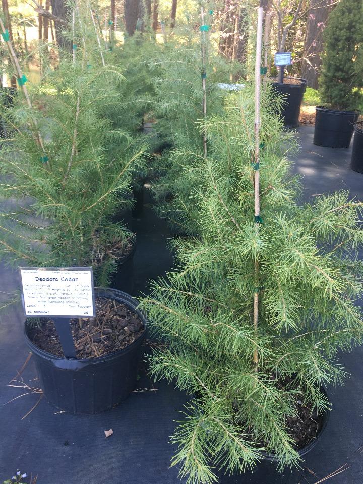 [12347818-3g-container-sold-out] Cedrus deodara - Deodar Cedar (Himalayan Cedar) (3 gallon container)