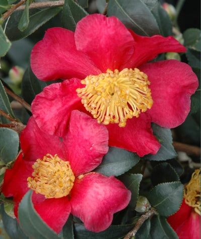 [9/17/26 KF AHC3 2'] Yuletide Camellia - Camellia sasanqua 'Yuletide' (3 gallon container)
