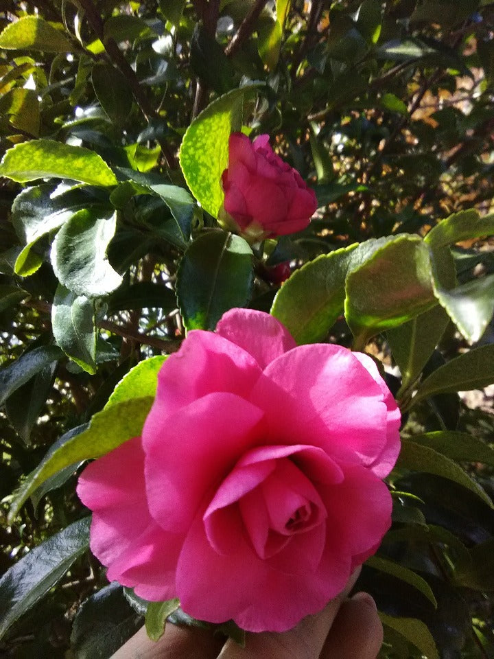 [12347792-3g-container-sold-out] Chansonette Camellia - Cascading Pink Flowering Shrub (3 gallon container)
