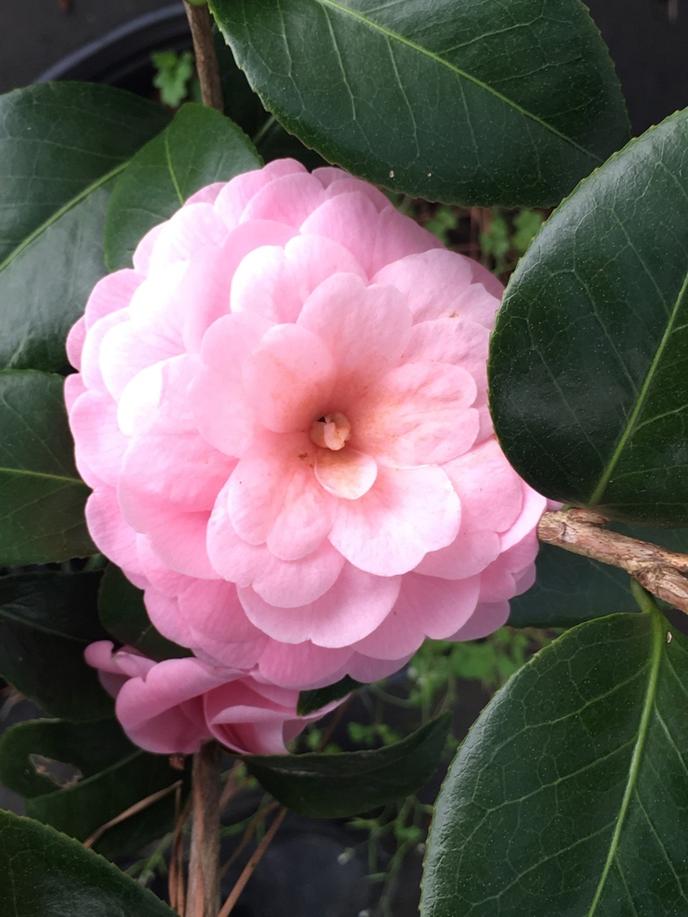 [9/17/26 KF AHC3 2'] Pink Perfection Camellia - Camellia japonica 'Pink Perfection' (3 gallon container)