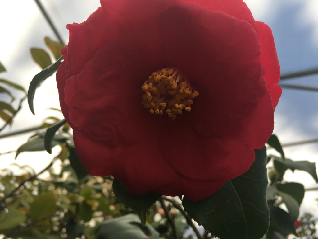[12347773-7g-container-sold-out] Lady Clare Camellia - Bright Pink Flowering Evergreen Shrub (7 gallon container)