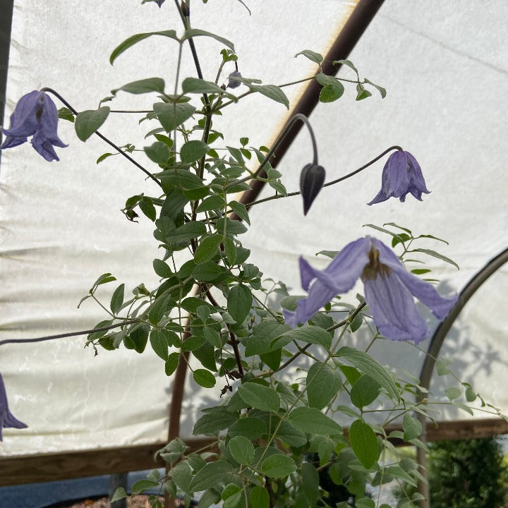 Blue Boy Clematis – Prolific Blue Flowering Vine