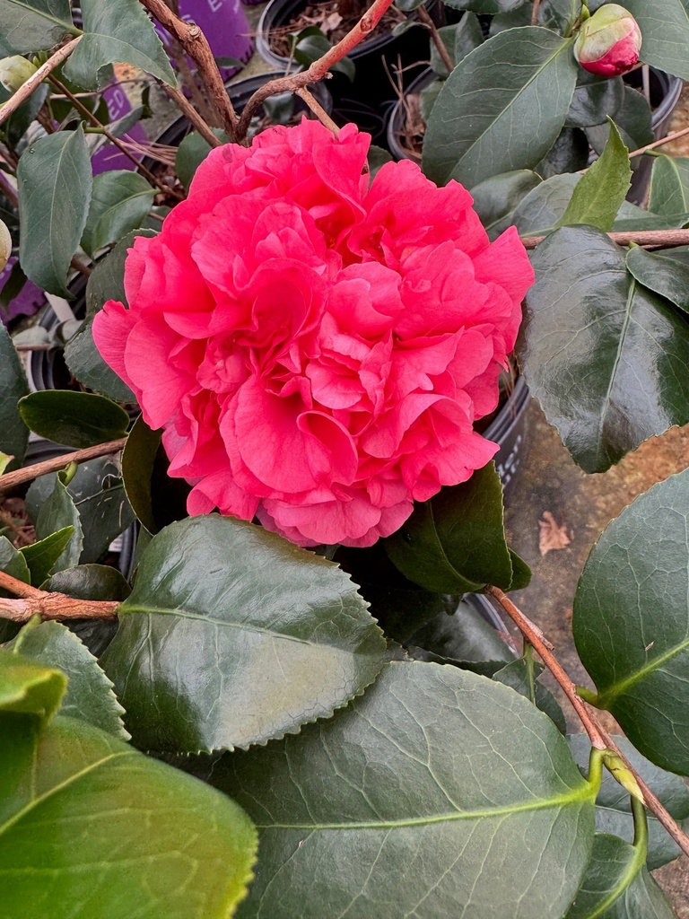 [9/17/26 KF AHC3 2.5-3'] Camellia japonica 'Kramer's Supreme'  – Fragrant Deep Coral-Red Blooms (3 gallon container)