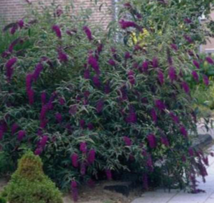 Black Knight Butterfly Bush - Darkest Purple Buddleia
