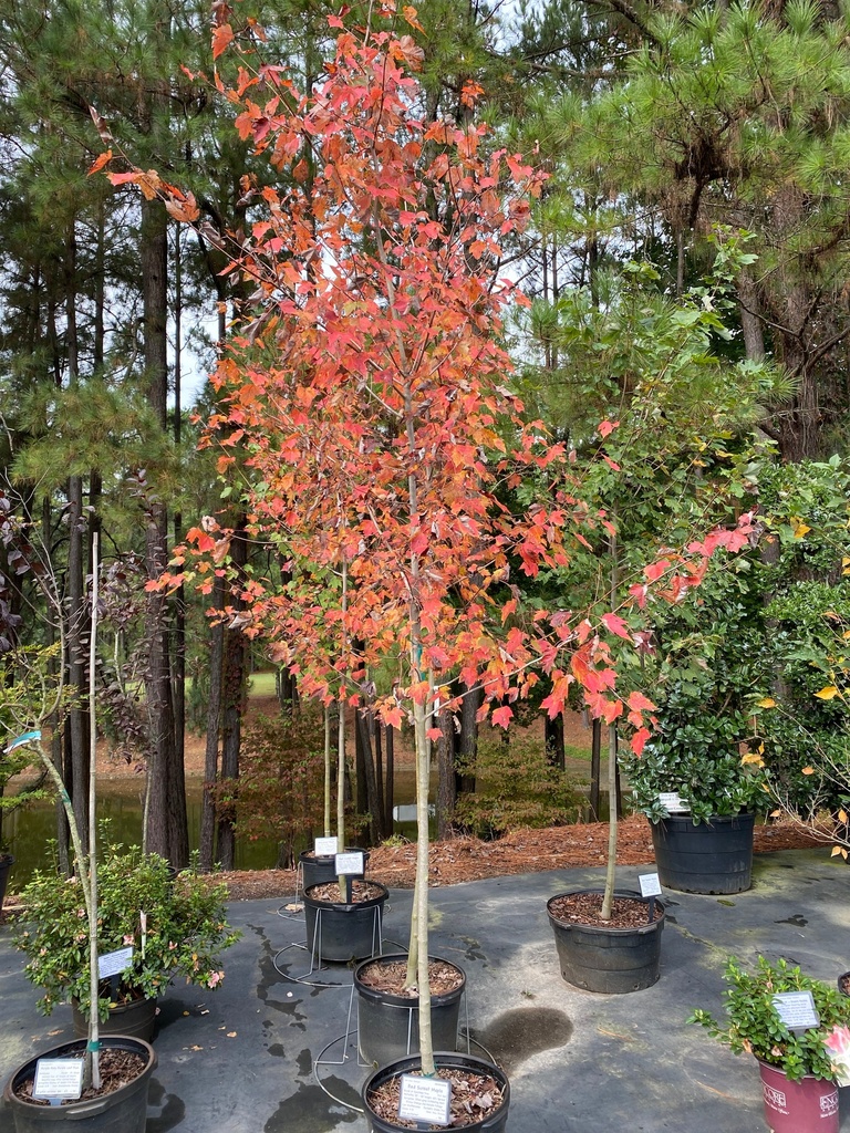 Acer rubrum 'Franksred' - Red Sunset Maple