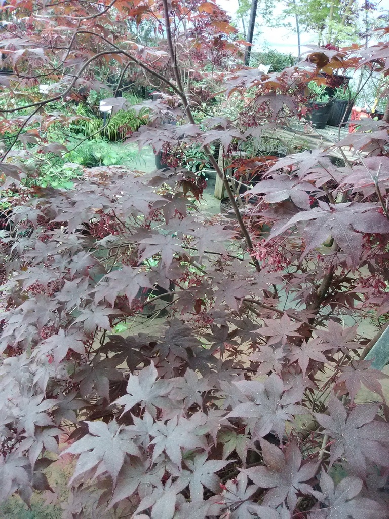 [12347640-3-gallon-container] Bloodgood Japanese Maple - Acer palmatum 'Bloodgood' (3 gallon container)