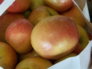 [123590150-7g-container] Fuji Apple Tree (Standard) - Malus pumila 'Fuji' (7 gallon container)