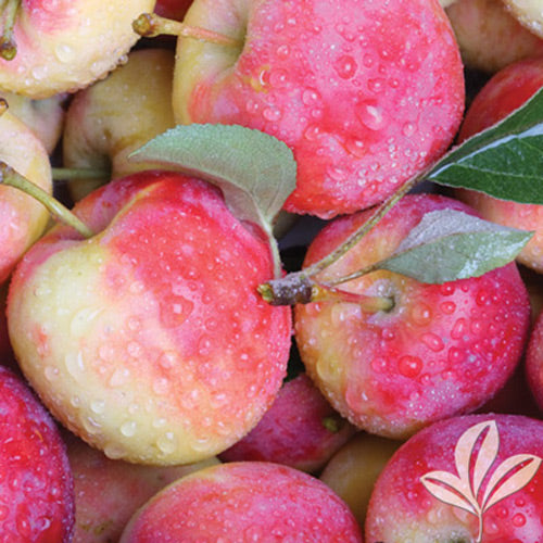 Pink Lady Apple Tree (Standard) – Cripps Pink